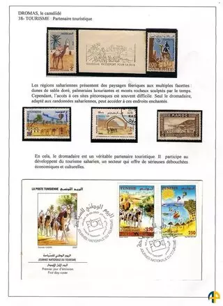 Algérie/Dromas, le camélidé. Une collection philatélique exposée en classe ouverte