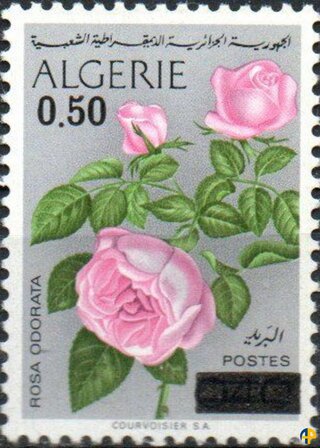 Fleur - Timbre-Poste n° 569 surchargé 0,50 DA