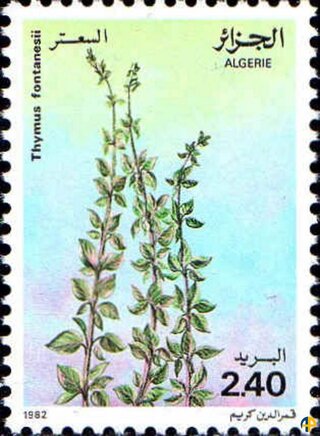 Flore - Plantes Médicinales