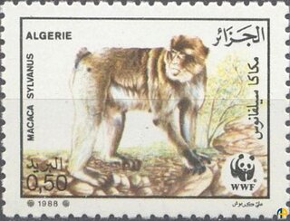 Faune protégée (WWF) - Le magot (Macaca sylvanus)
