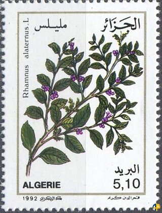 Flore - Plantes Médicinales