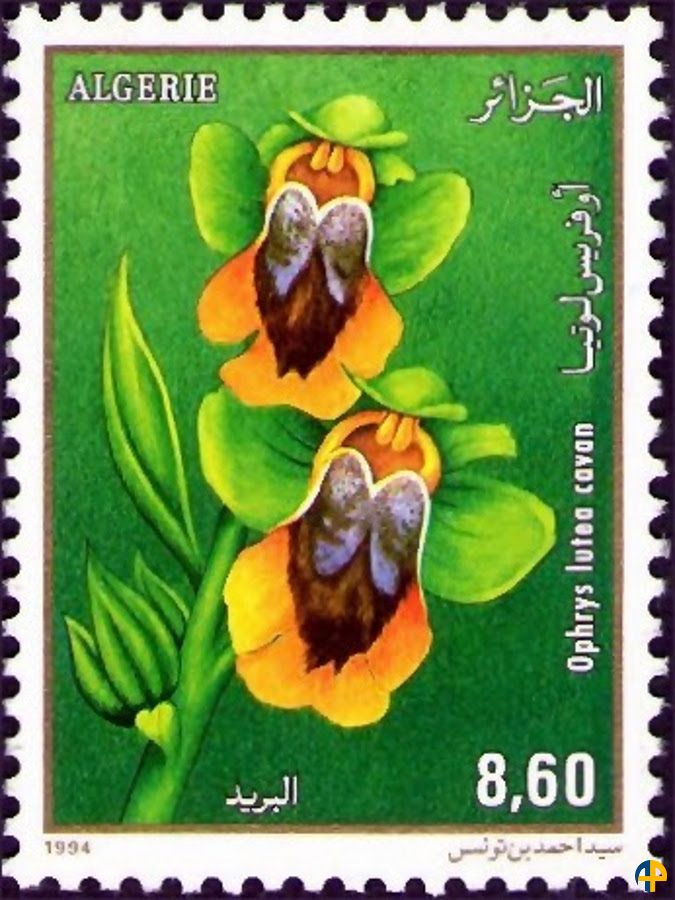 Flore - Orchidées