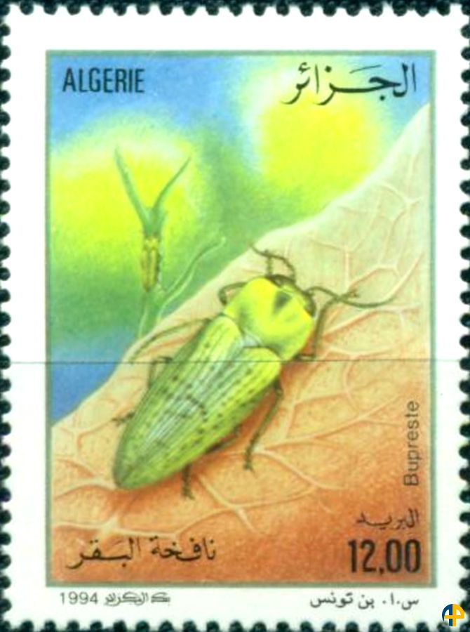 Faune - Insectes