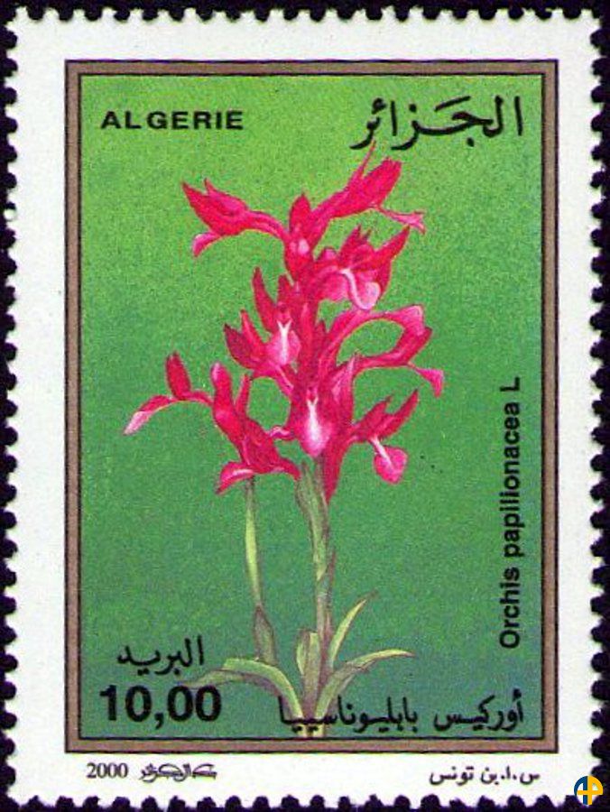 Flore - Orchidées