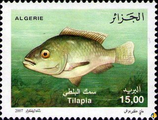 Aquaculture Saharienne