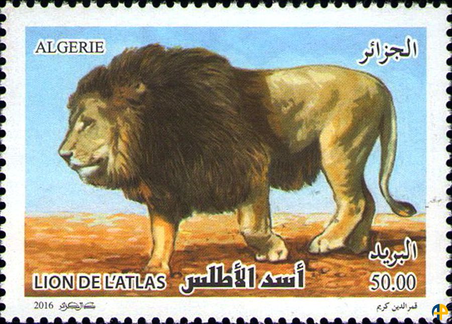 Le lion de l’atlas